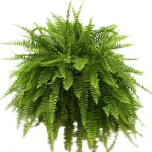 Boston Fern Springtime Green