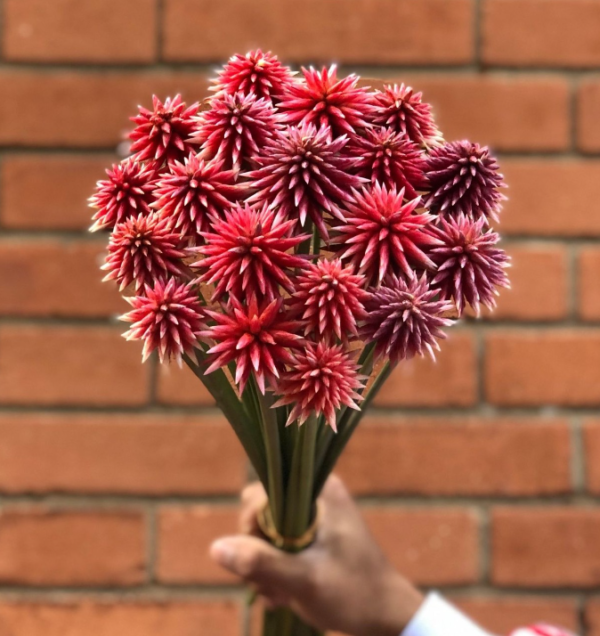 Exotic Stella – Exclusive to Calyx Flowers- range of pinks/burgundy/pale mauve - Image 2