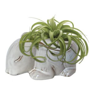 Bunny Fresh Air Plant