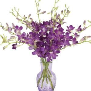 Amethyst Dendrobiums