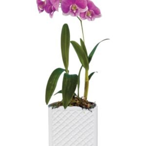 Dendrobium Orchid Plant