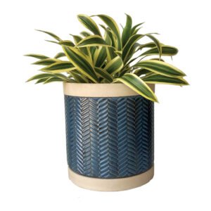 Striped Plant – song of India