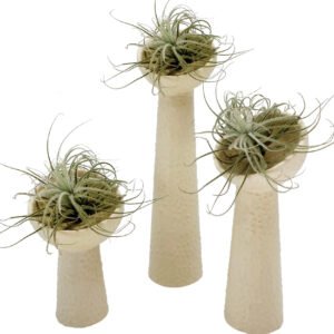Tillandsia Trio Air Plant