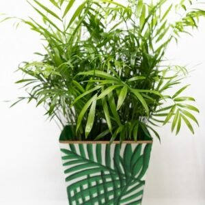 Bella Palm
