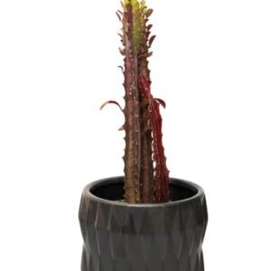 “African Milk Tree” Euphorbia Trigona