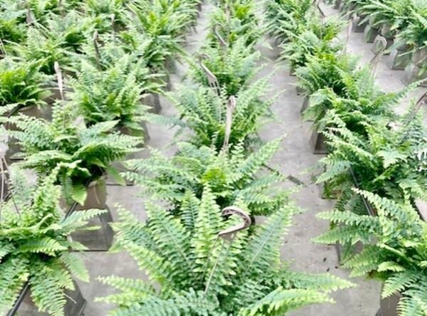 Boston Fern Springtime Green - Image 2