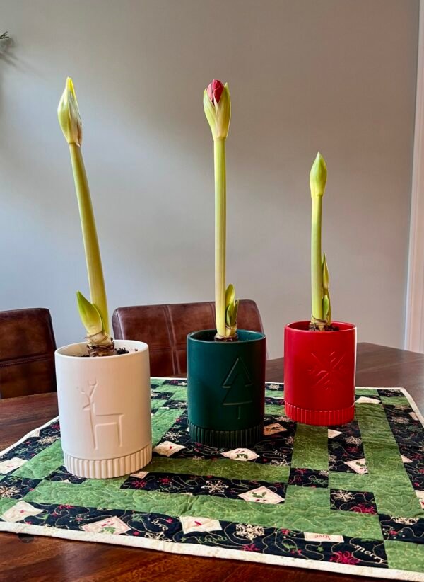 Holiday Amaryllis Bulb Kit (Long Lasting) - Image 7