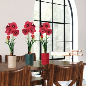 Holiday Amaryllis Bulb Kit (Long Lasting)