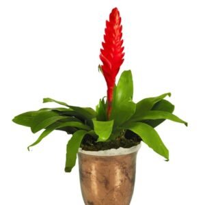 Vriesea Red Bromeliad