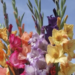 Gladiolus Colors of Summer