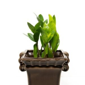 ZZ Plant