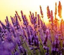 Lavender from our California Fields! (available June1-July 31st)