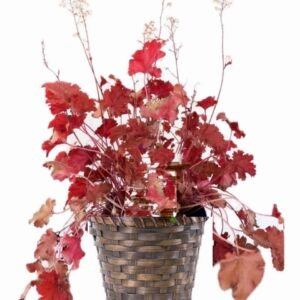 Peach Coral Bells Plant