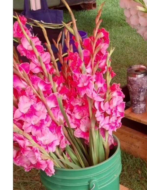 Stunning Gladiolus - Image 5