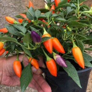 Ornamental Pepper Plant