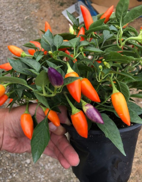 Ornamental Pepper Plant