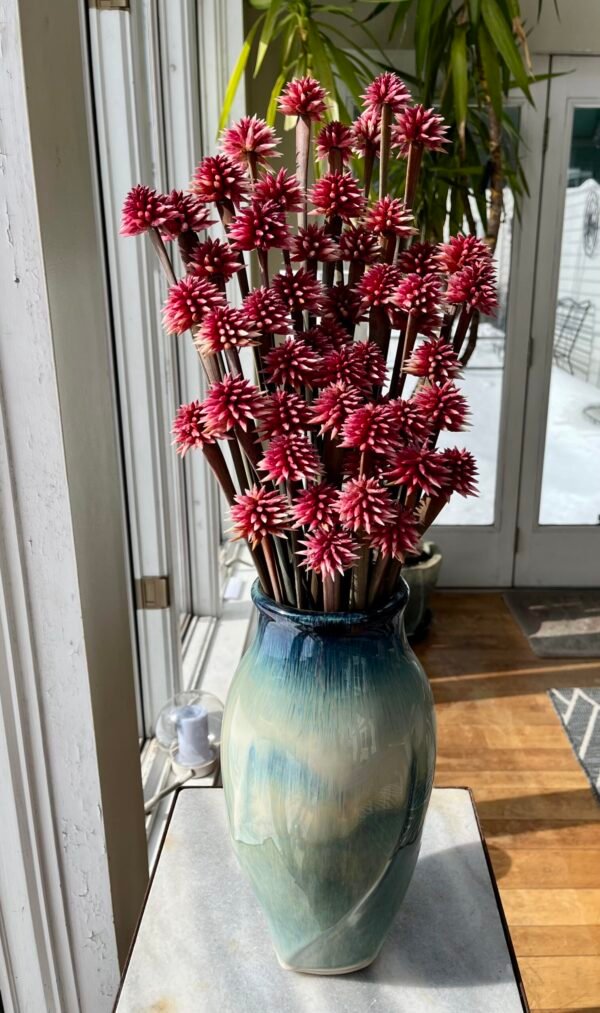 Exotic Stella – Exclusive to Calyx Flowers- range of pinks/burgundy/pale mauve - Image 6