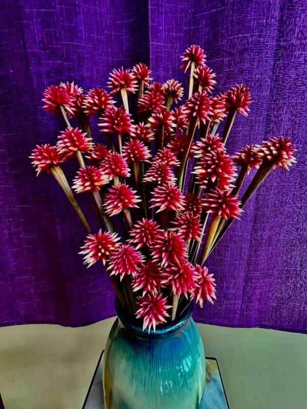 Exotic Stella – Exclusive to Calyx Flowers- range of pinks/burgundy/pale mauve - Image 7