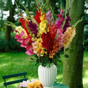 Stunning Gladiolus