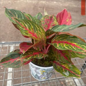 Purple Hypoestes Plant