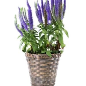 Veronica Plant
