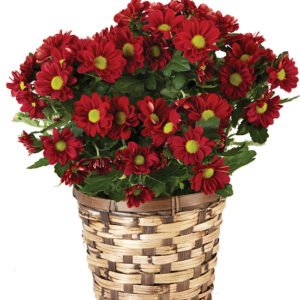 Mums Chrysanthemum Burgundy