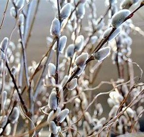 Japanese Pussy Willows (limited time, available March 25)