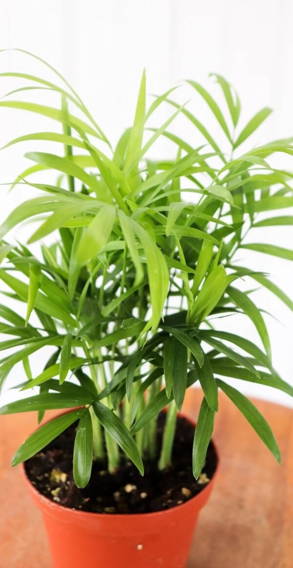 Bella Palm - Image 2
