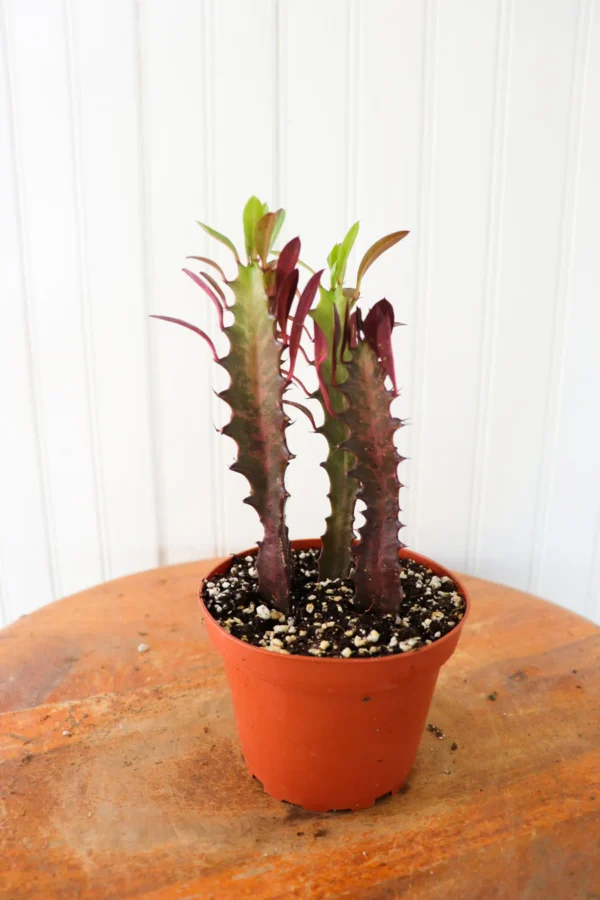 “African Milk Tree” Euphorbia Trigona - Image 2