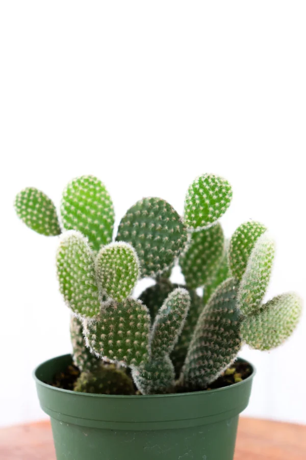Opuntia Cactus “Prickly Pear” - Image 3
