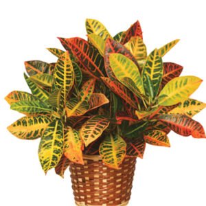 Farmer’s Choice Plant
