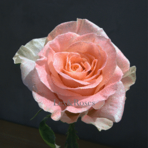 Glitter Peach Roses
