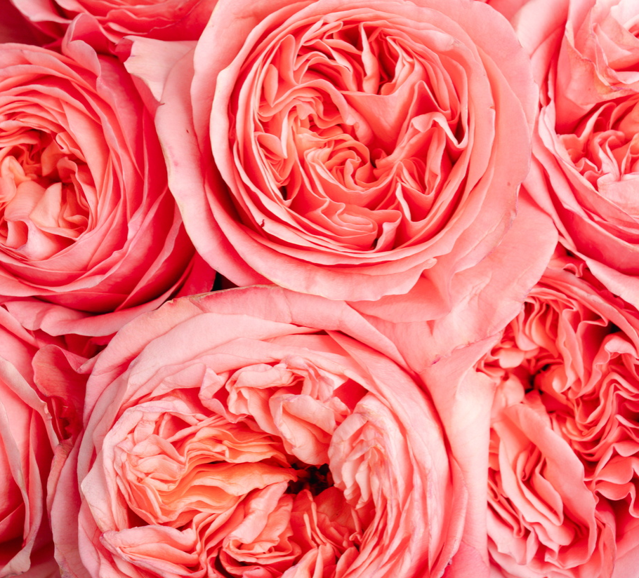 PEONY BEAUTY - Image 6